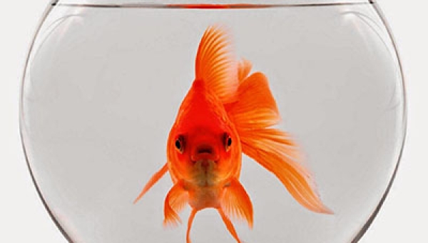 ﻿¾ d’acqua