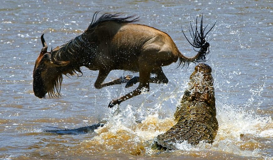 gnu